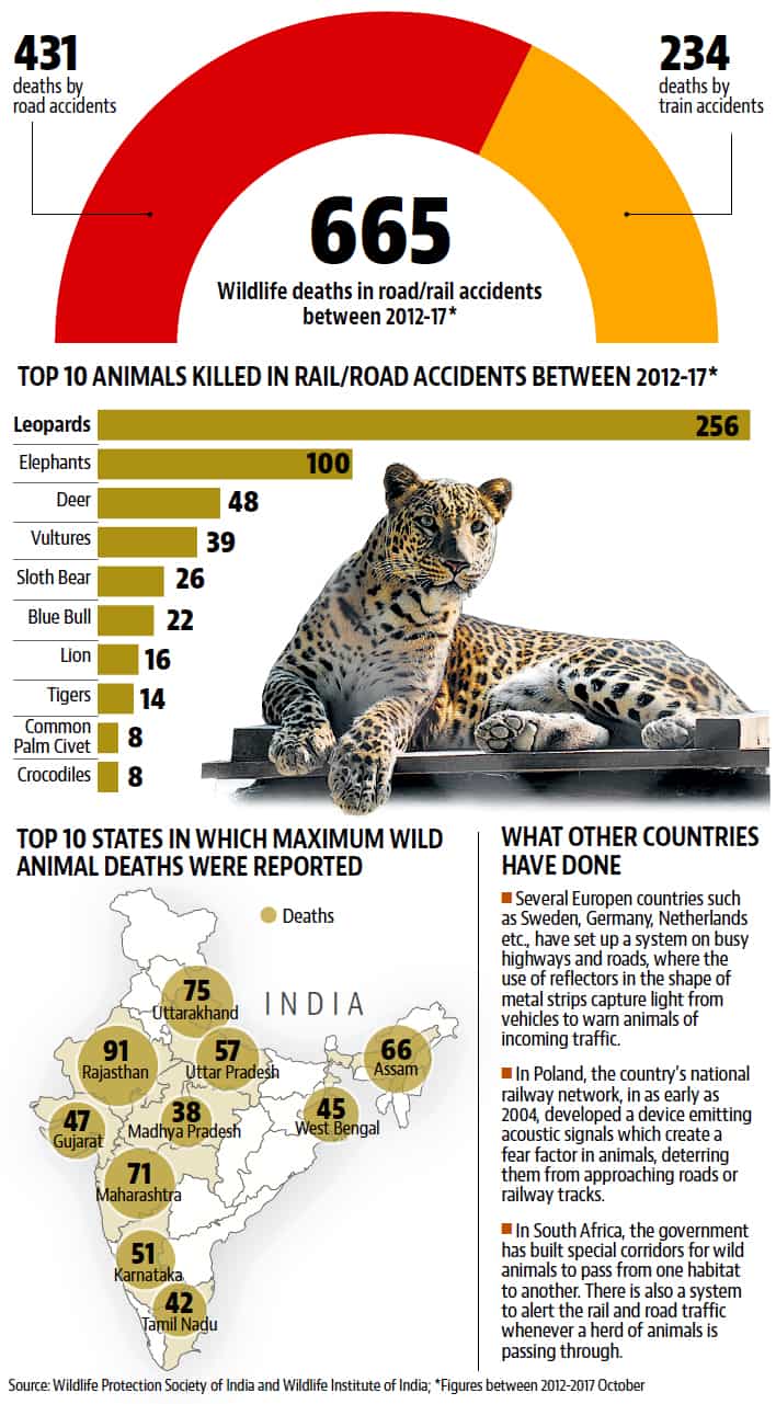 Killer roads, rail tracks snuff out wild animals | Latest News India -  Hindustan Times