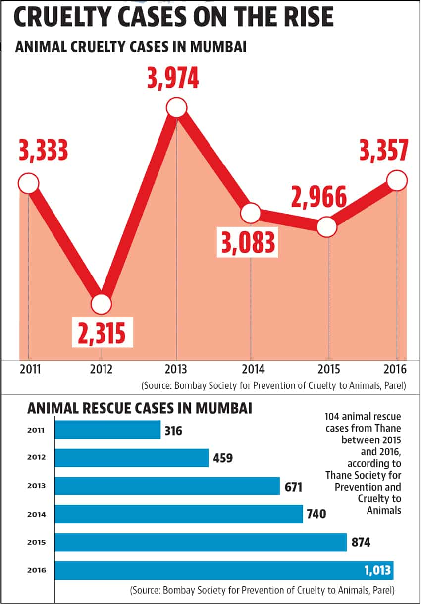 Animal Abuse Graphs Statistics