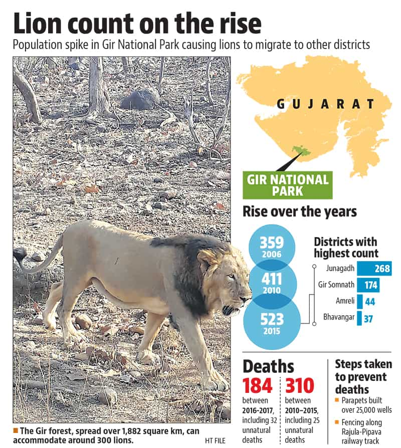 One In Four Radio-Collared Lions In Gujarat Have Died, Allegedly Due To  Unscientific Tagging