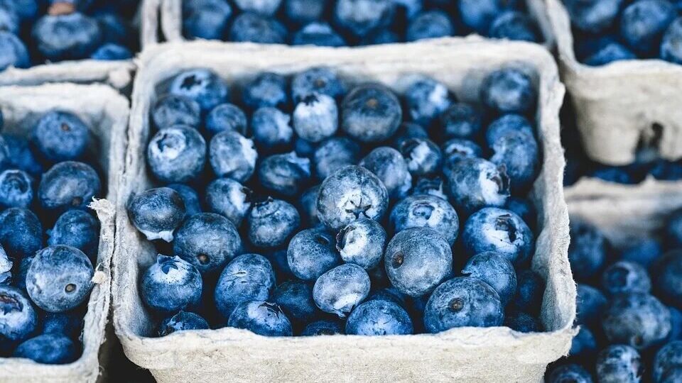 ப்ளூபெர்ரி பழம் தரும் ஆரோக்கிய நன்மைகள்!incredible health benefits of