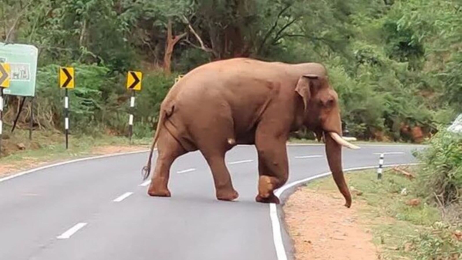 மீண்டும் ஊருக்குள் பாகுபலி - அச்சத்தில் மக்கள்!-the bagupali elephant left  the forest a year later and entered the city - HT Tamil