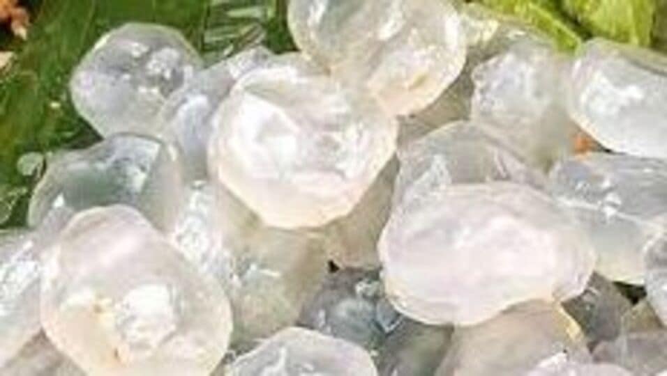 ice apple நுங்கு சாப்பிட்டால் என்னென்ன நன்மைகள் கிடைக்கும்?benefits of ice apple HT Tamil