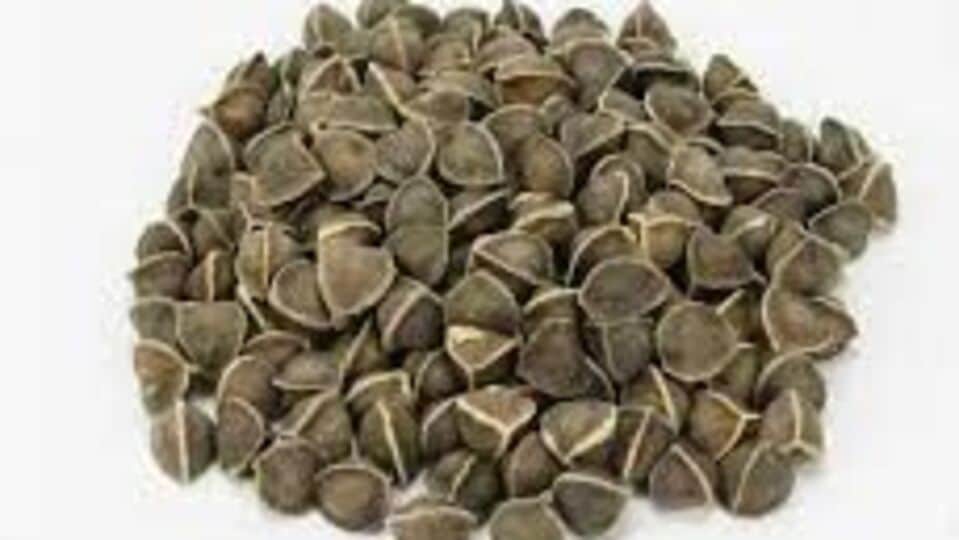 ஆண்மையைப் பெருக்கும் முருங்கை விதைகள்benefits of drumstick seeds HT