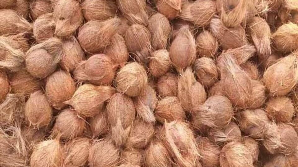 Coconut Saleஅதிக விலைக்கு விற்பனையான தேங்காய், தேங்காய் பருப்பு
