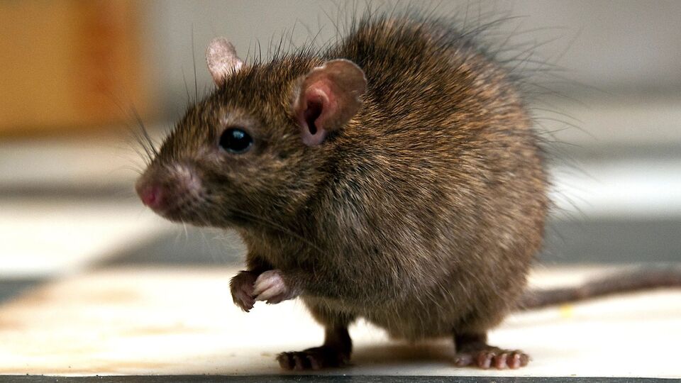 Rat Fever In Tenkasi 5 five People