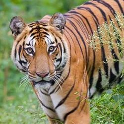 tiger essay in tamil