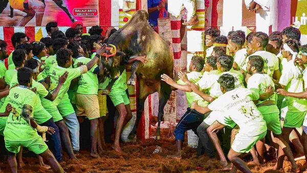 அலங்காநல்லூர் ஜல்லிக்கட்டு  -கோப்புபபடம்