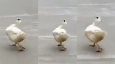 Duck Catwalk Viral Video : இணையத்தில் வாத்து ஒன்று கேட் வாக் செய்வது போன்று நடக்கும் வீடியோ வைரல் ஆகி வருகிறது.