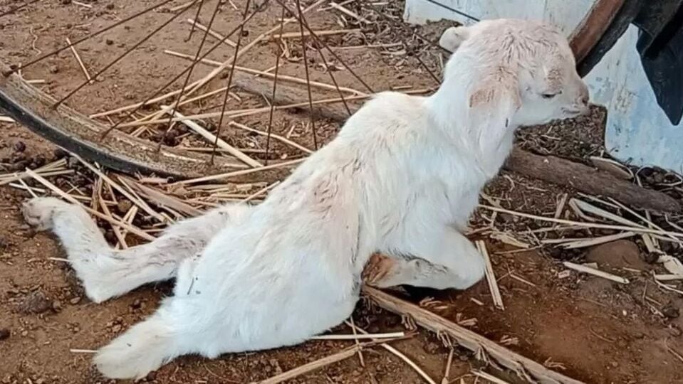 Rasipuram : ராசிபுரம் அருகே தெரு நாய்கள் கடித்து 10 ஆடுகள் பலி.. விவசாயி கதறல்!