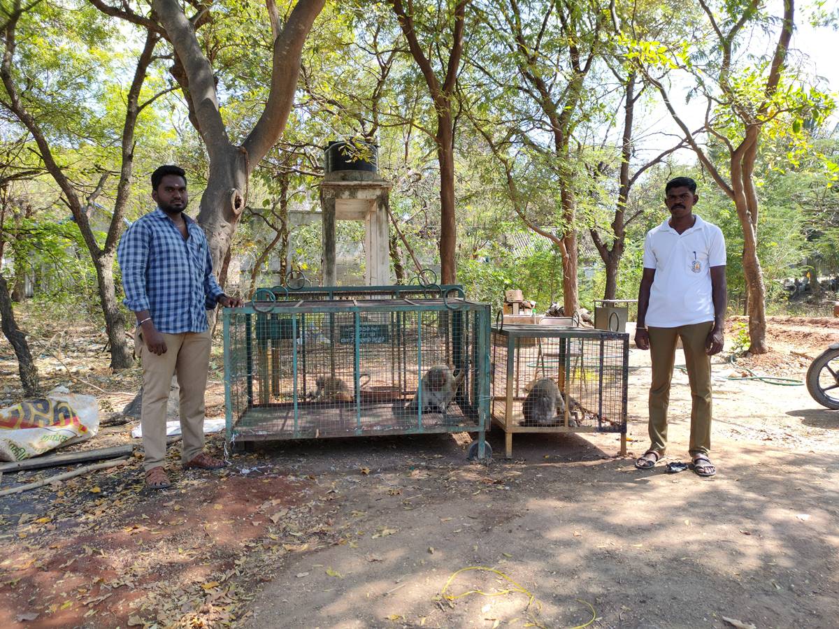 வனத்துறையினரிடம் பிடிபட்ட குரங்குகள.