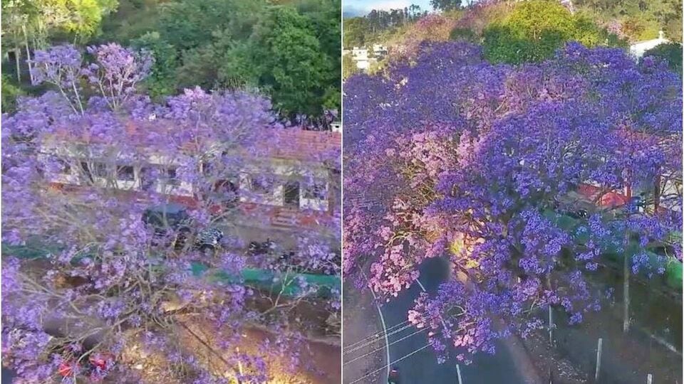 Jacaranda Flowers கொடைக்கானலில் பூத்துக் குலுங்கும் ஜெகரண்டா மலர்கள்