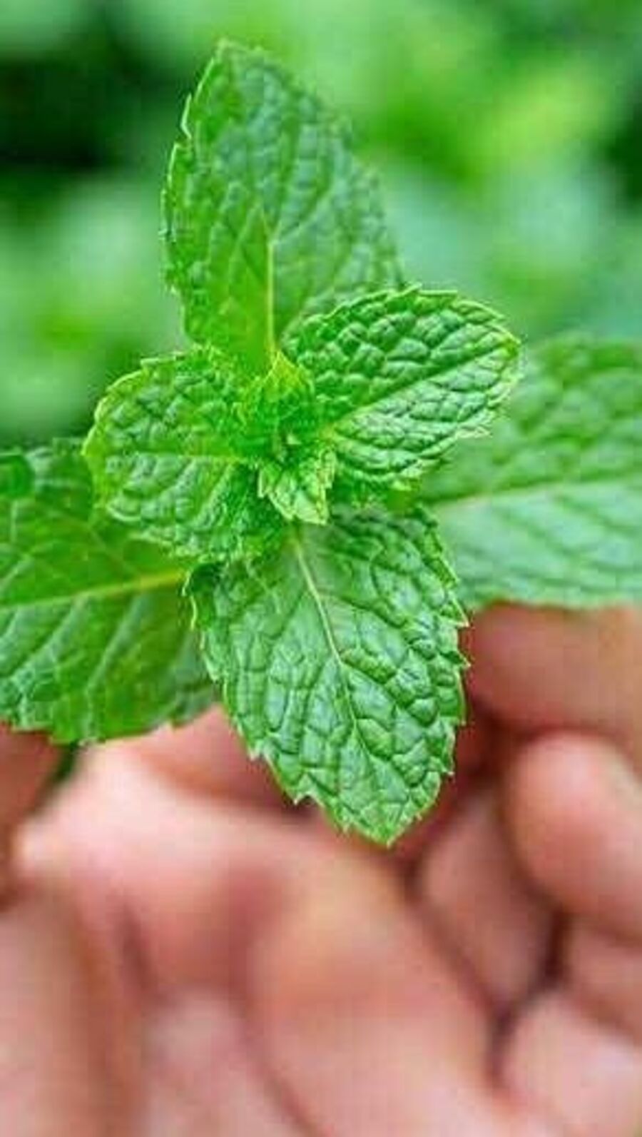 நூறு வயசு வரை வாழ ஆசையா..அப்போ இந்த ஏழு போதும்