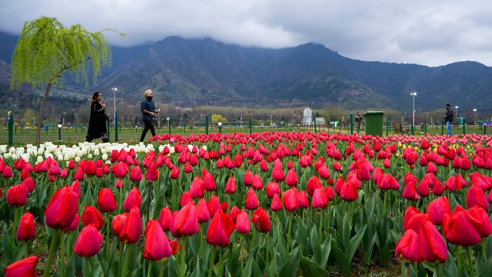 tulip-garden-asia-largest