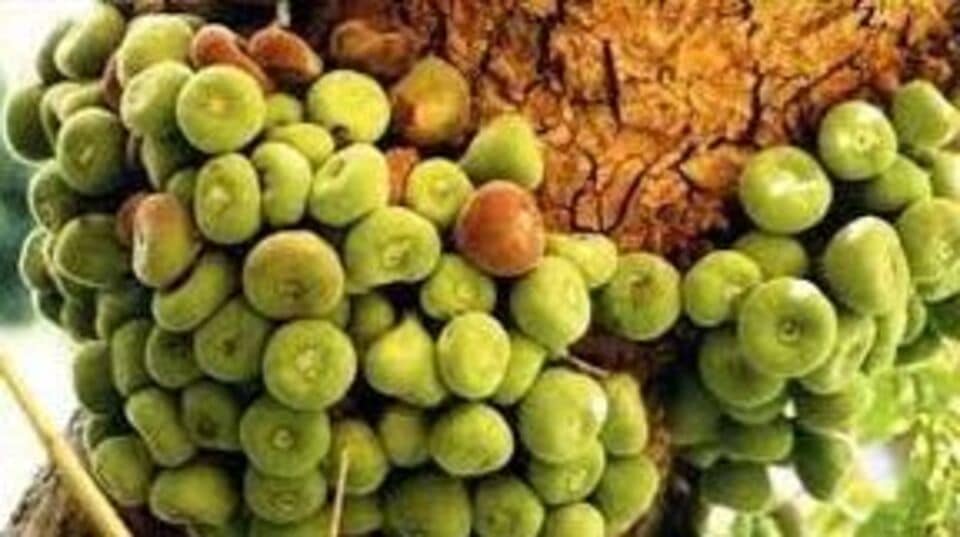 Herbal medicines அத்திக்காய் உண்பதால் ஏற்படும் நன்மைகள் என்ன?benefits