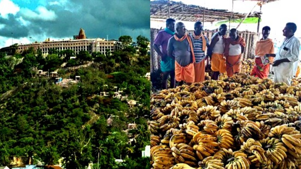 Panguni Uthiram: 'பழனி பங்குனி உத்திரம்' குவிந்த 500 டன் மலைவாழைப்பழம்