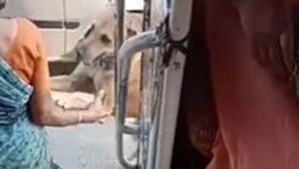 நாயின் பாச பிணைப்பு.. மூதாட்டிக்காக பஸ் ஸ்டாப்பில் காத்திருந்த நாய்-வைரல் வீடியோ