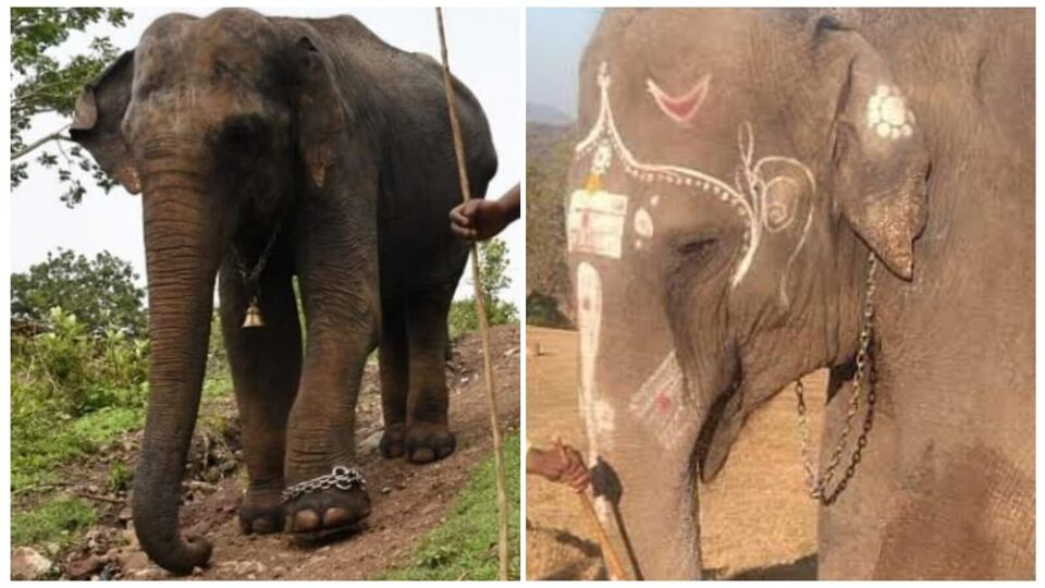 Elephant Attack: மசினி யானை தாக்கி மேலும் ஒரு பாகன் பலி