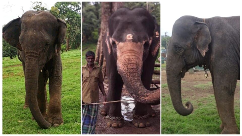 Masini Elephant Story: பாகன்களை குறி வைக்கும் மசினி யானையின் கதை!