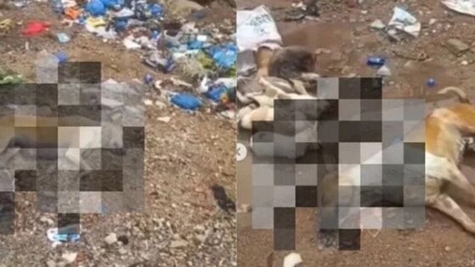 Telangana : ஒரே இரவில் இப்படியா? ஈவு இரக்கமின்றி கொல்லப்பட்ட 100 நாய்கள்.. இணையத்தில் வைரலாகும் வீடியோ!