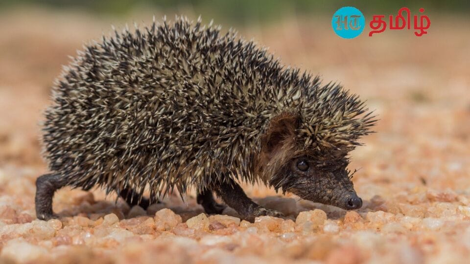 HT Special: ‘தென்னிந்திய முள்ளெலியும்.. மதுரை வெள்ளிமலை கோயில் காடும்’ ஆவணமானது அரிய உயிரினம்!