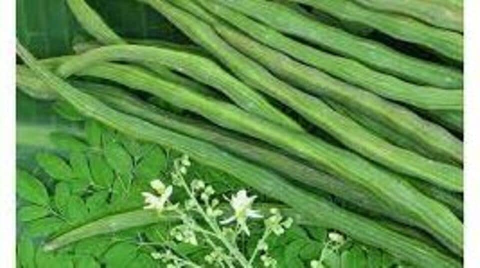 Drumstick Benefits முருங்கைக்காயின் மிகச்சிறந்த நான்கு நன்மைகளை