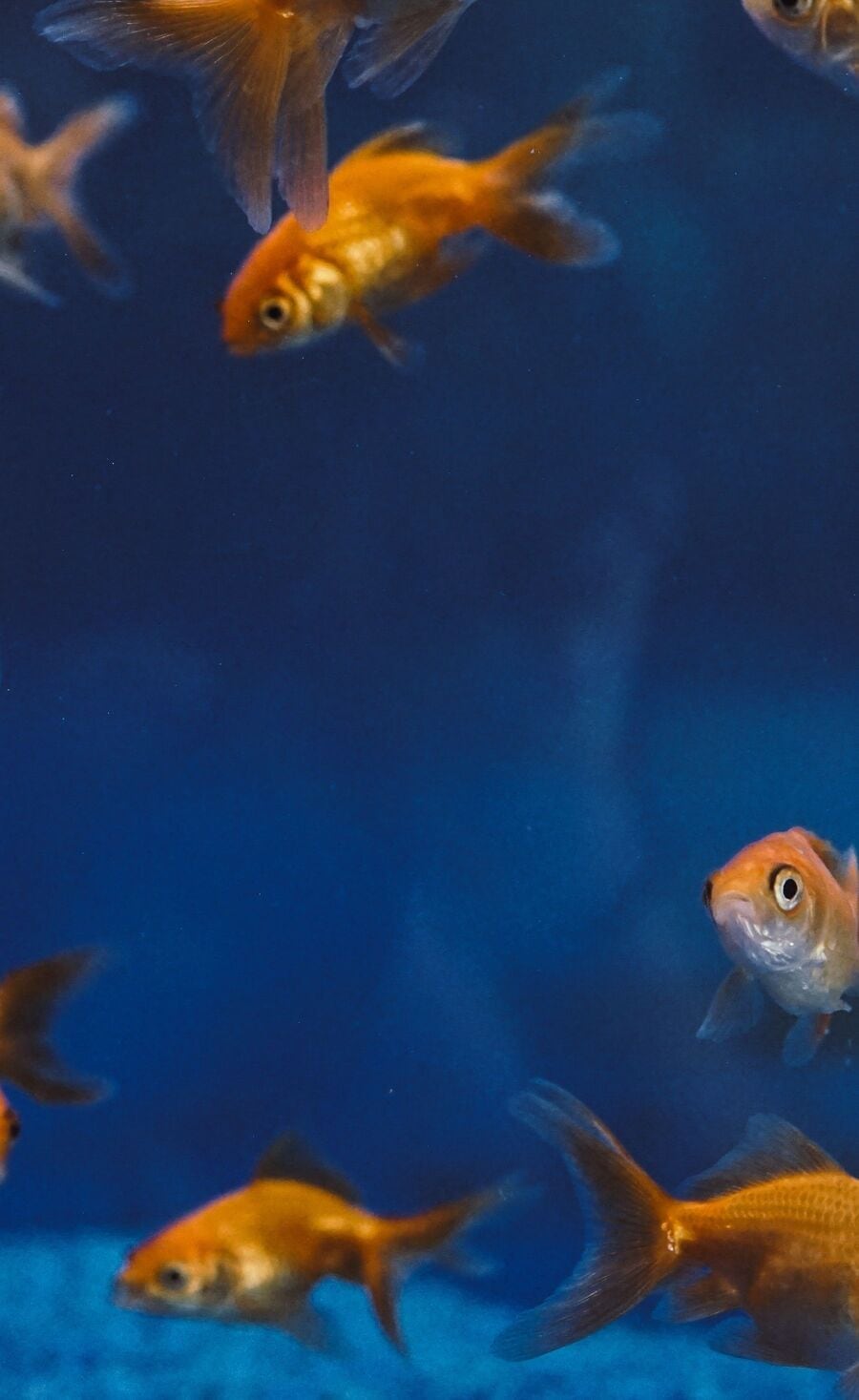 how to care gold fish : கோல்ட் பிஷ்களை பராமரிப்பது எப்படி?