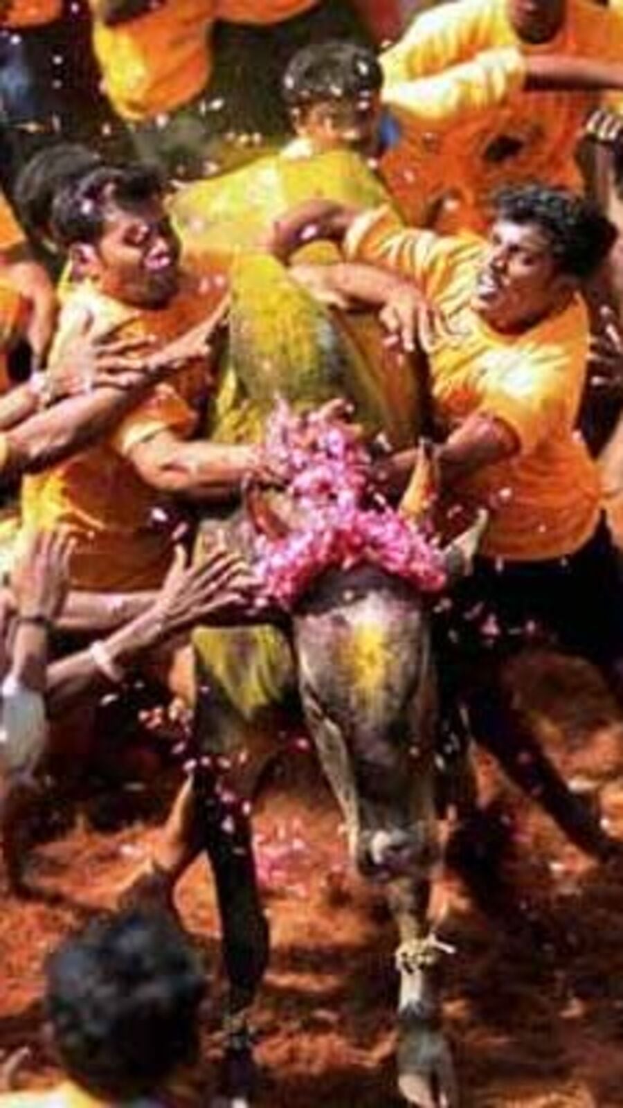 Jallikattu: தமிழ்நாட்டில் ஜல்லிக்கட்டு நடக்கும் ஊர்கள்