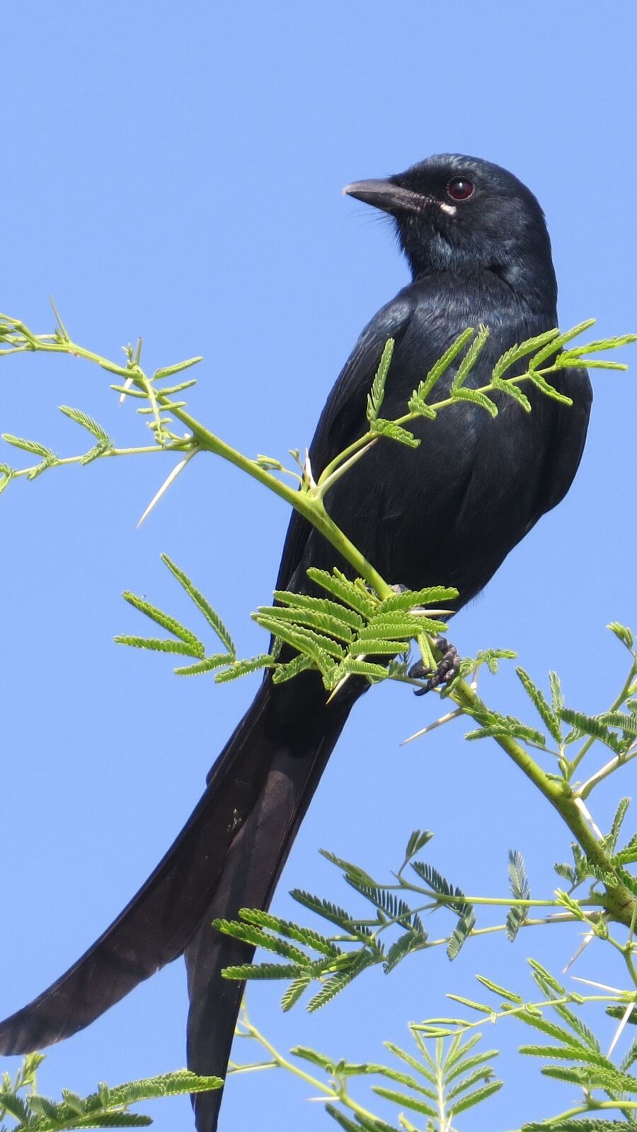 Double-Tailed Sparrow : இரட்டைவால் குருவி பற்றிய சுவாரஸ்ய தகவல்கள்!