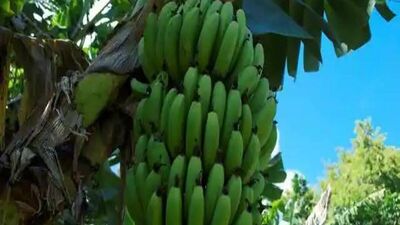 केळ्यामध्ये जीवनसत्त्वे, कॅल्शियम आणि मॅग्नेशियम असते. हे हाडांना मजबूती देतात आणि सांधेदुखीपासून संरक्षण देतात.&nbsp;