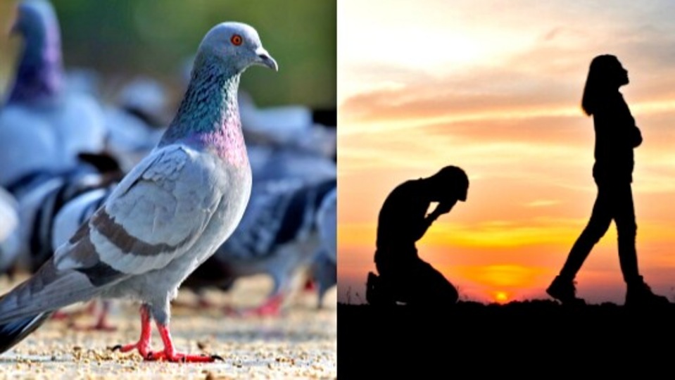 Vellore: புறாக்களால் வந்த அக்கப்போர் - கணவனைப் பிரிந்த மனைவி