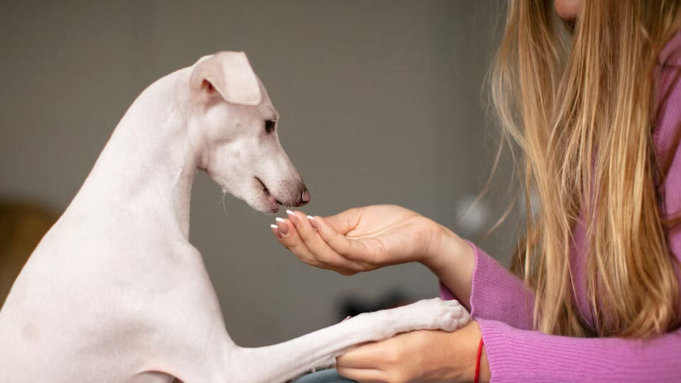 first-aid-for-dog-bite