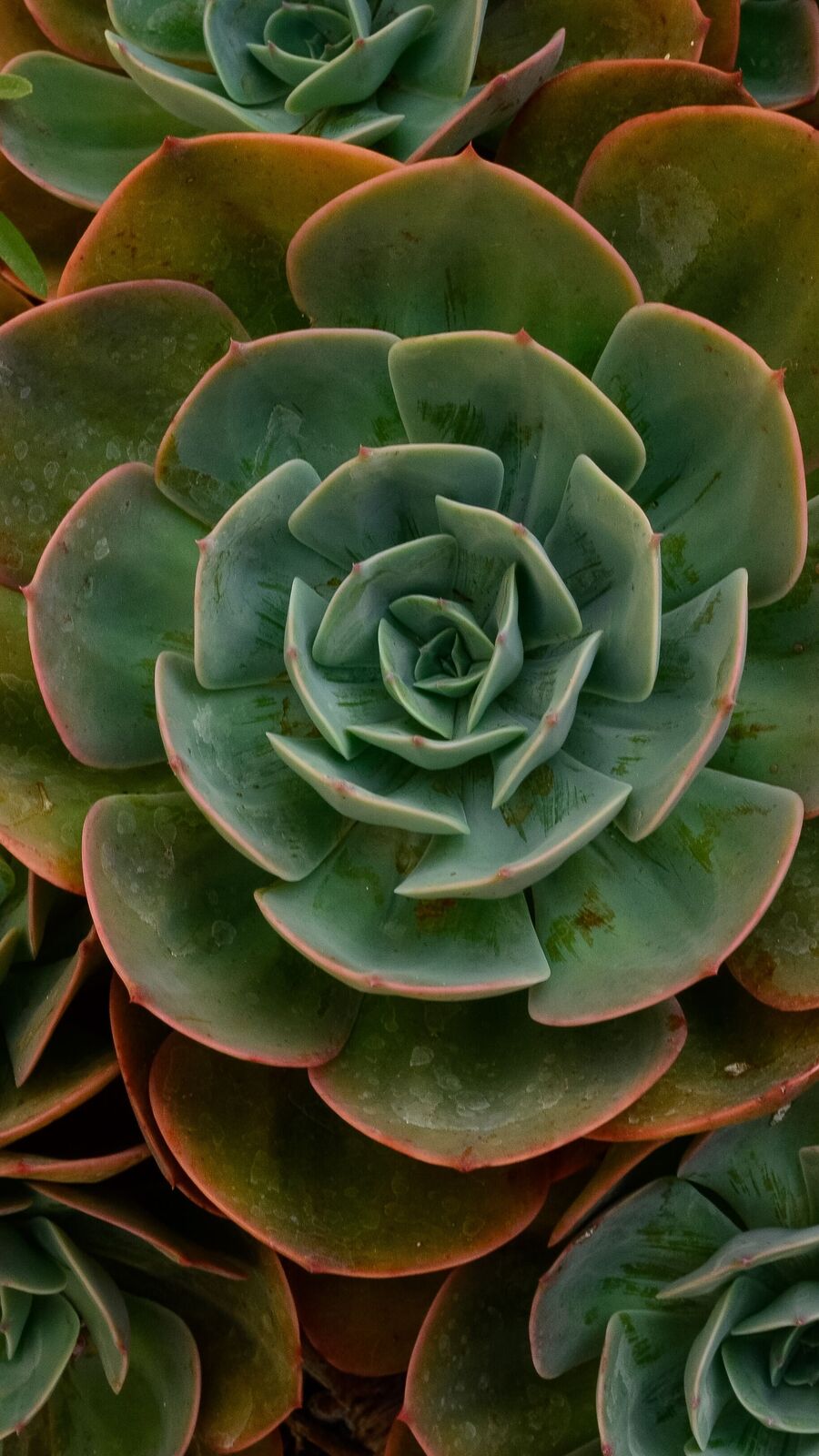 Lucky plants : இந்த செடிகள் வீட்டில் இருந்தால் அதிர்ஷ்டம் தேடி வருமாம்!