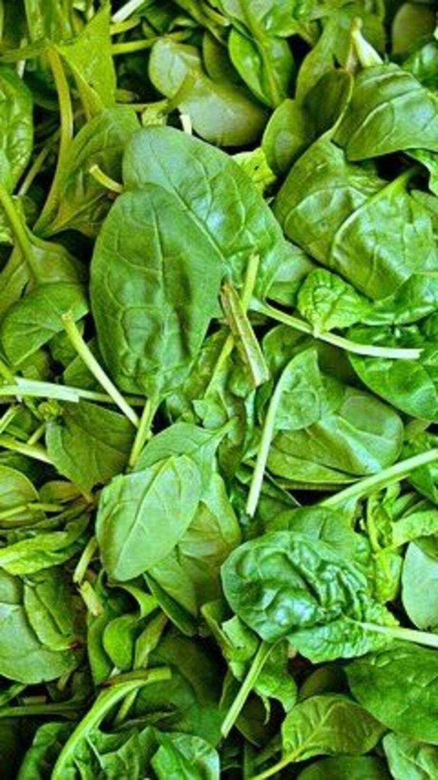 Spinach Benefits: இந்த கீரை கொழுப்பின் அளவை கட்டுப்படுத்தும்