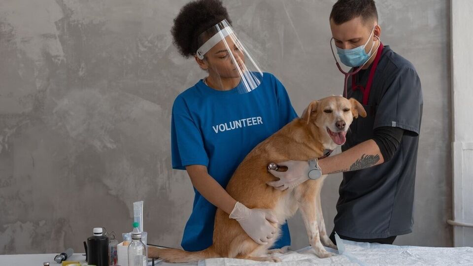 Vet Doctor : கால்நடை மருத்துவம், பால்வள தொழில்நுட்ப படிப்புக்கு நாளை முதல் விண்ணப்பம்! மேலும் ஒரு கல்வி தகவல் உள்ளே!
