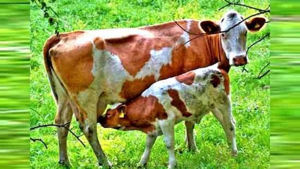 Andhra Pradesh: சினைப் பசுவின் வயிற்றில் 60 கிலோ பிளாஸ்டிக் - கன்றுக்குட்டி பலி