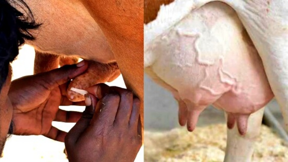 Vellore: தானாகப் பால் சுரந்த பசு - கம்பினை பசை வைத்து ஒட்டிய விவசாயி