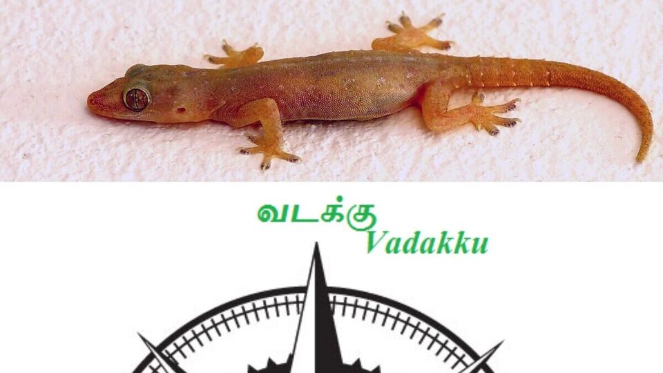 Lizard: பல்லி வீட்டில் இந்த திசையில் இருந்து சத்தமிடுகிறதா? அதற்கு இது தான் அர்த்தம்