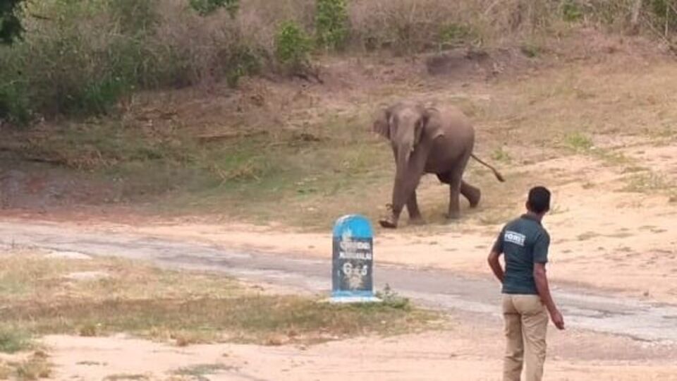 Elephant Intimidation: எங்க ஏரியா உள்ள வராதே.. வனத்துறை ஊழியரை எச்சரித்த ஒற்றை யானை!
