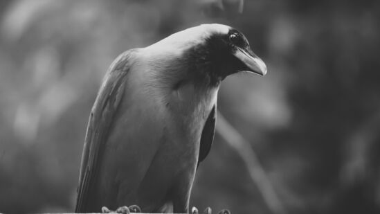 காகங்களுக்கு நல்லெண்ணெய் வழங்கினால் சனி பகவான் பார்வையால் வரும் தீமைகள் குறையும் என்கிறார்கள். சாதத்துடன் நல்லெண்ணெய் சேர்த்து காகங்களுக்கு வழங்கலாம்.&nbsp;