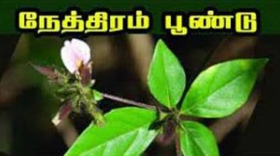 கண் பிரச்னைகளுக்கு அருமருந்தான நேத்திரப் பூண்டின் மருத்துவப் பயன்கள் பற்றி தெரிந்து கொள்ளுங்கள்.