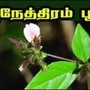 கண் பிரச்னைகளுக்கு அருமருந்தான நேத்திரப் பூண்டின் மருத்துவப் பயன்கள்