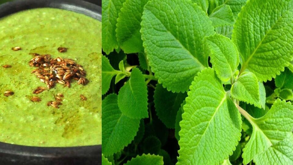 Karpuravalli Chutney : எக்கச்சக்க நன்மைகள் இருக்குங்க இதுல.. கற்பூரவல்லி சட்னி இப்படி ட்ரை பண்ணி பாருங்க!