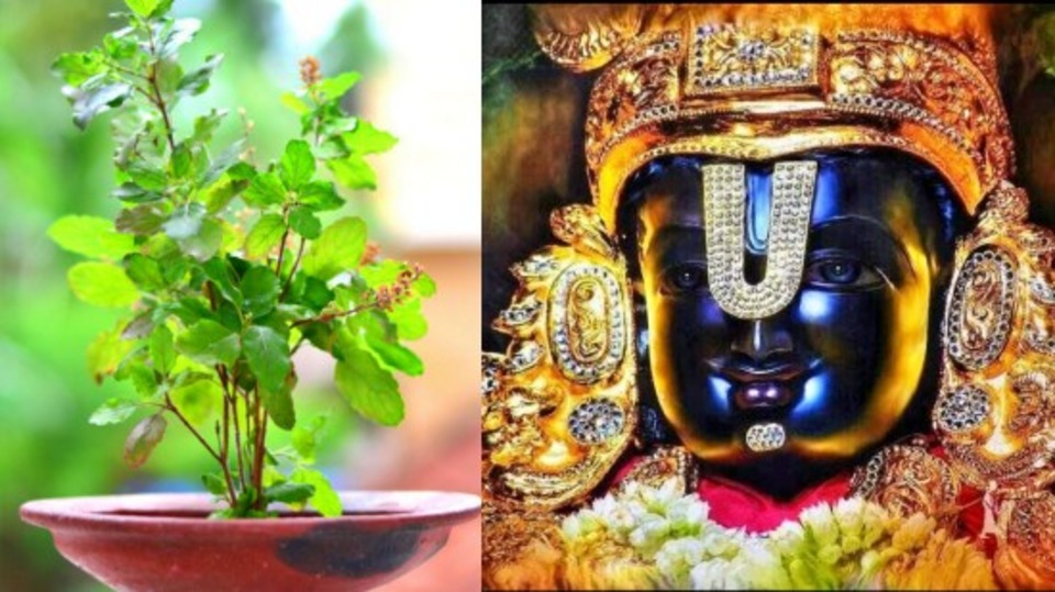 Aadi Tulasi Worship: ஆடி மாத வளர்பிறை துளசி வழிபாடு - பலன்களைக் கொட்டும் பெருமாள்!