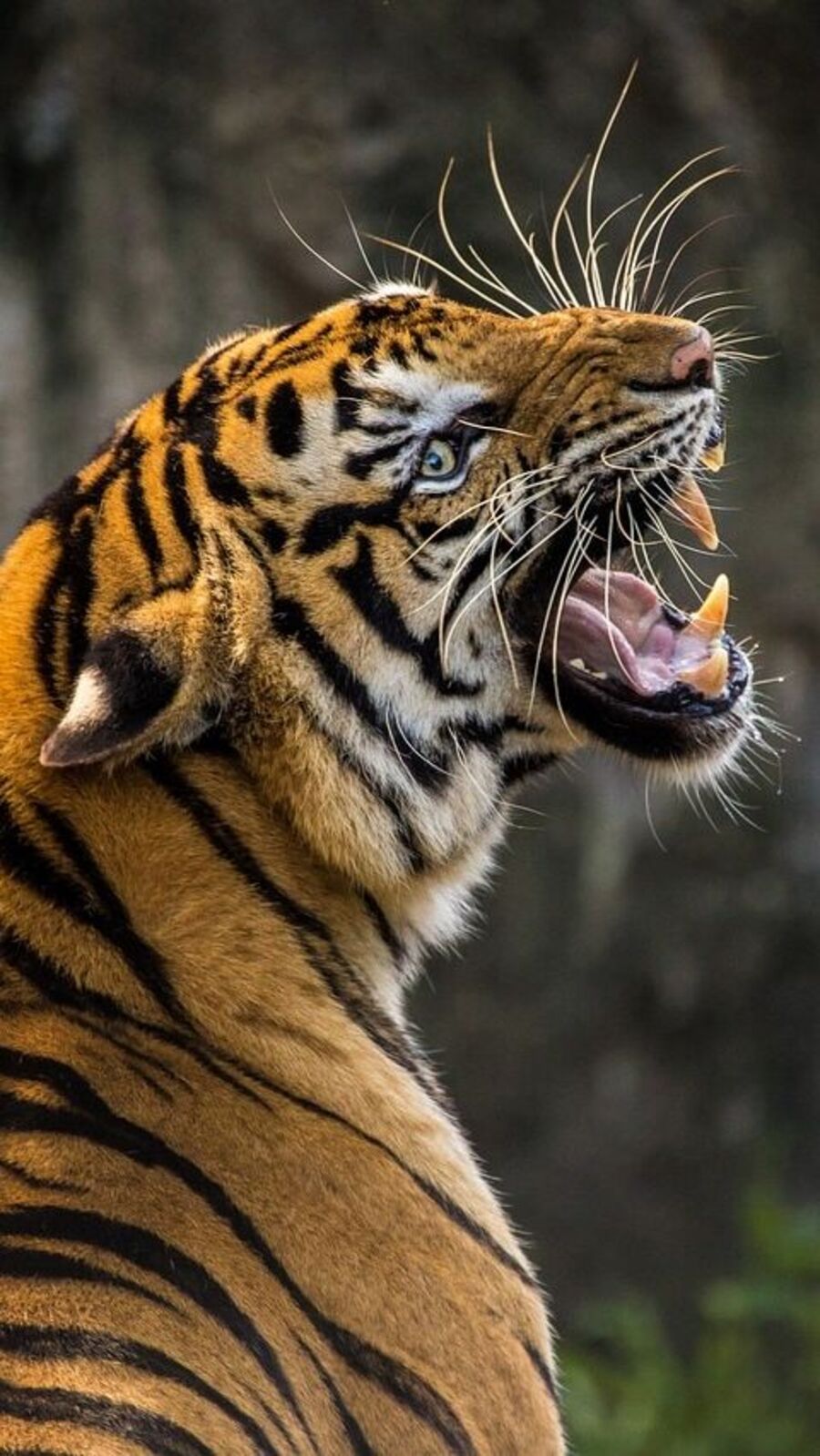 Tigers Interesting Facts : காடுகளின் பாதுகாவலன்.. புலிகள் பற்றிய சுவாரஸ்ய தகவல்கள்!