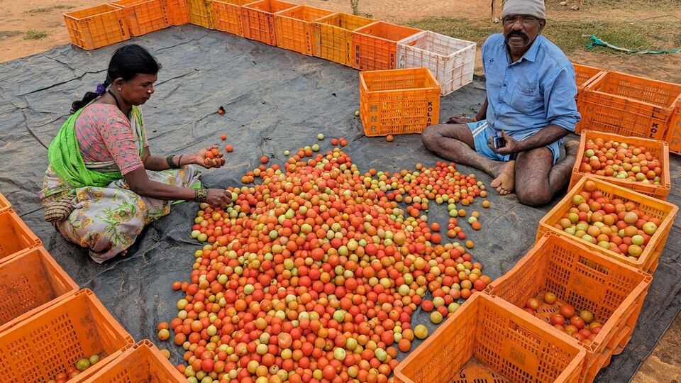 Tomato Price Hike: ஞாயிற்றுக்கிழமை காலையிலேயே தக்காளி விலை அதிரடி