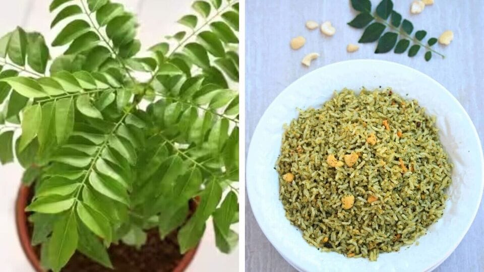 Curry Leaves Rice : லஞ்ச் பாக்ஸ் ரெசிபி – கறிவேப்பிலை சாதம்! ஆரோக்கிய நன்மைகளும் நிறைந்தது!