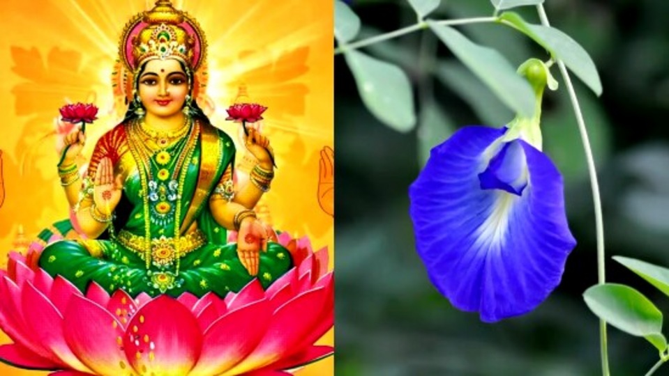 Vastu Lakshmi Yoga: குபேர யோகத்தை கொடுக்கும் சங்கு பூ.. இது இருந்தால் பணமழை பொழியும்!