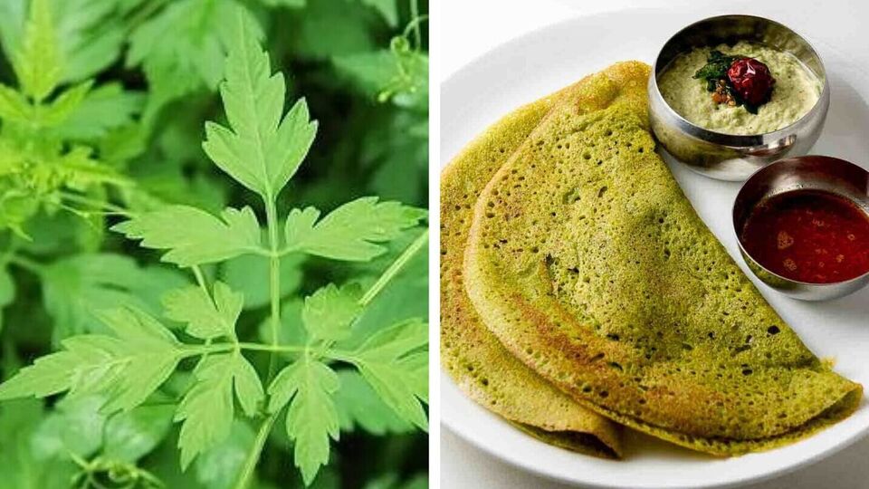 Mudakathan Keerai Dosai : மூட்டு வலியையே முடக்கிப்போடும் முடக்கத்தான் கீரை தோசை – ஈசியா இப்படி செஞ்சு பாருங்க!