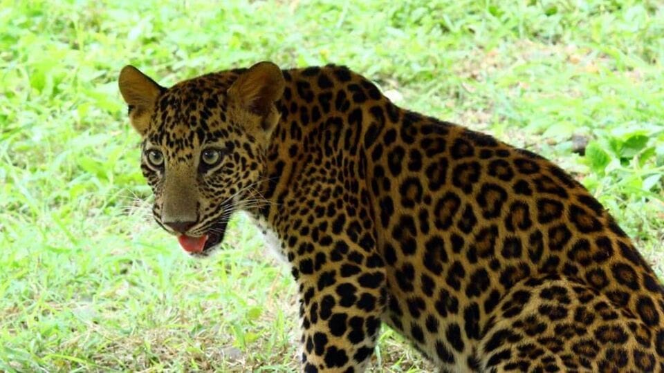 Leopard Attack: திருப்பதி மலைப் பாதையில் சிறுமியை கொன்ற சிறுத்தை சிக்கியது!