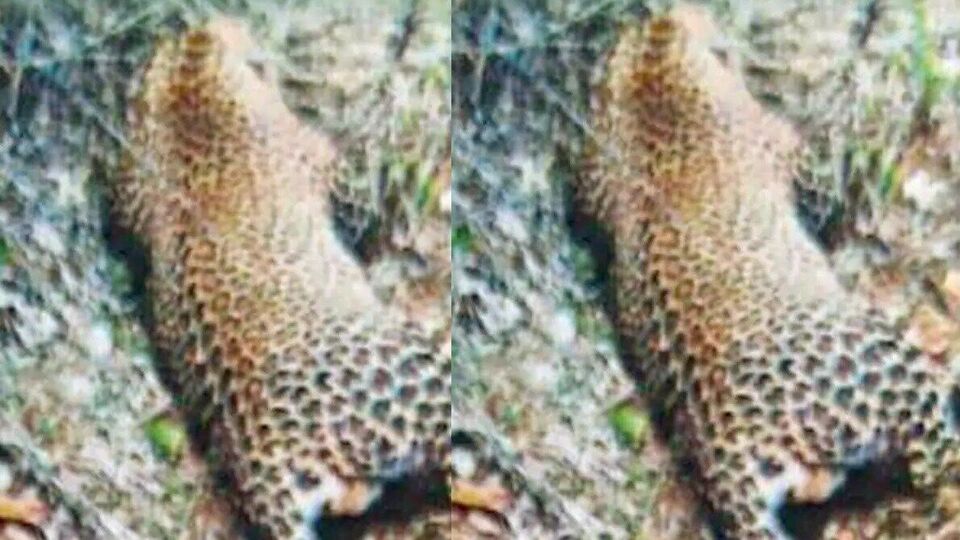 Two Leopards Dead : ஆந்திராவில் அடுத்தடுத்து இறந்து கிடந்த சிறுத்தைகள்.. காரணத்தை கண்டறியும் பணியில் வனத்துறையினர்!